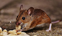 24 Hour & Emergency Exterminators in Margate City, NJ